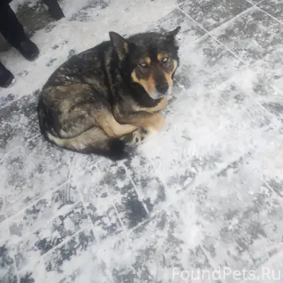 Найден пёс, остановка Дворец