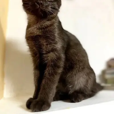 Пропала кошка шоколадного окраса, улица Коммунистическая