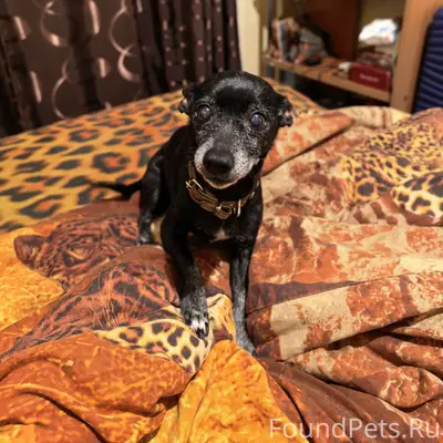 Пропала собака Боня