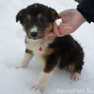 Найдены щенки, Пенза