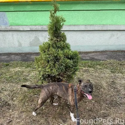 Пропал Джек, район Ракитовского шоссе