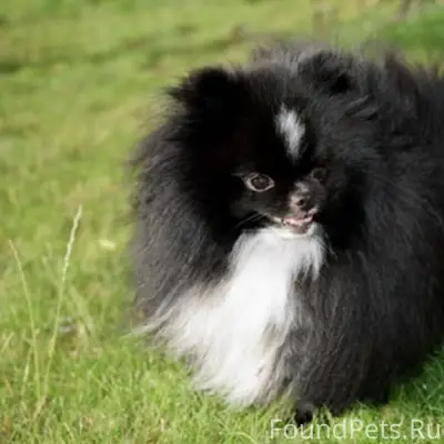 Пропал Маугли, район школы №198