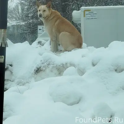 Найден крупный пёс в ошейнике, Партизанская