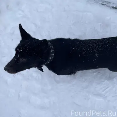 Пропал пёс Дик, район Горьковской улицы