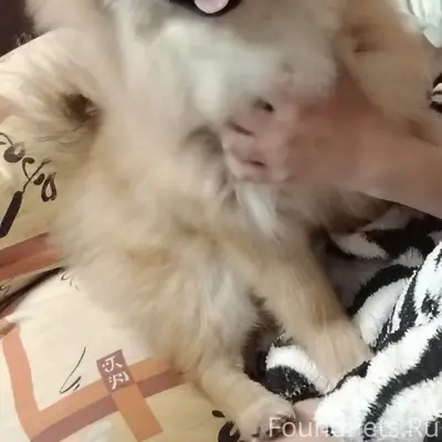 Пропала собака шпиц, район стандартных домов на гидромаше