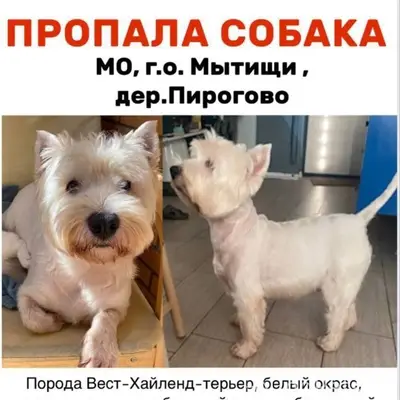 Пропала вест-хайленд терьер, Мытищи