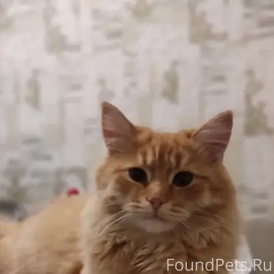 Пропал рыжий кот Федя, ул. Матросова