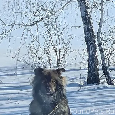 Найден а домашний пёс с коричневым ошейником, трасса Азово-Омск