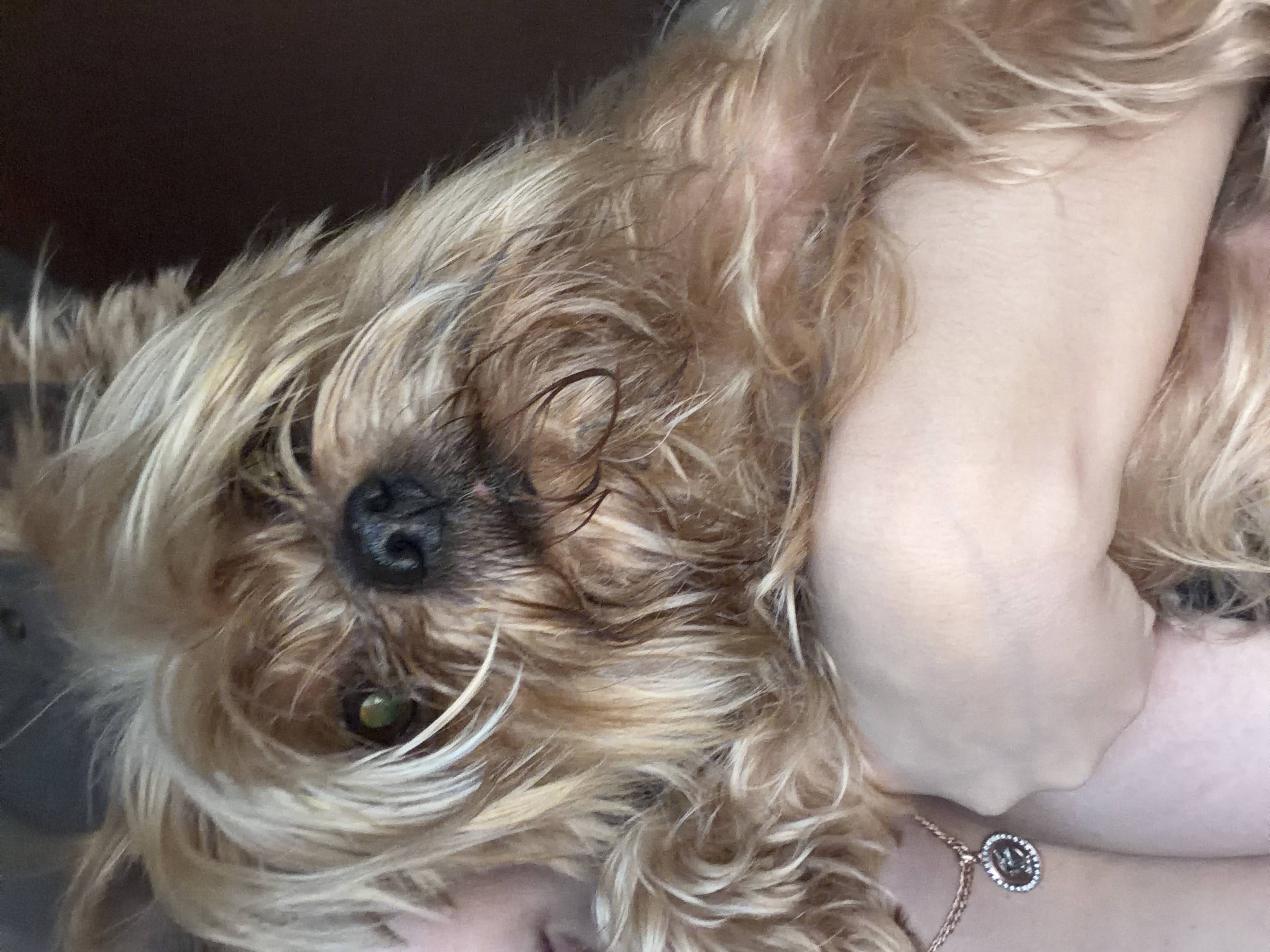 Нашла Йорка на дороге. Ищу хозяина 