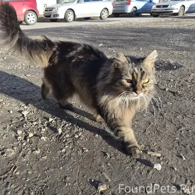 Найдена кошка, Рижский 95