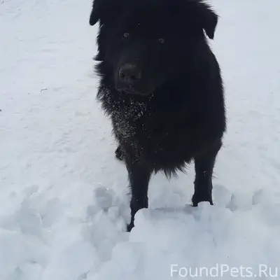 Пропал Гром, деревня Ослоново