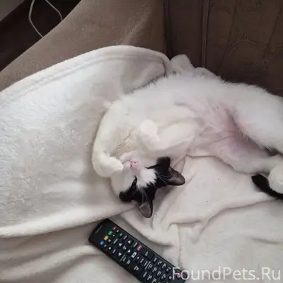 Пропала кошка Крыся, ул. Чехова 51 а