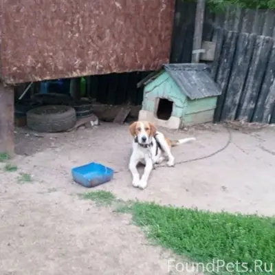 Пропал Дон, крупная охотничья собака, Кораблино