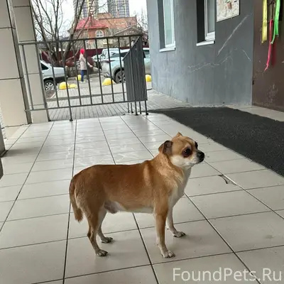 Найден тип собака, Ворошиловский район