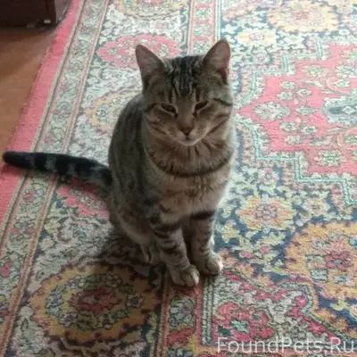 Пропал кот, Полоцк