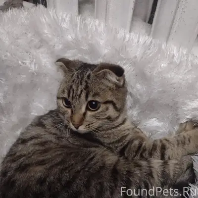 Найдена кошка, Радуга