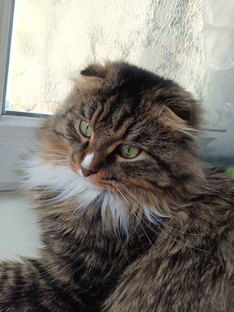 Пропал кот Мерс, Алапаевск