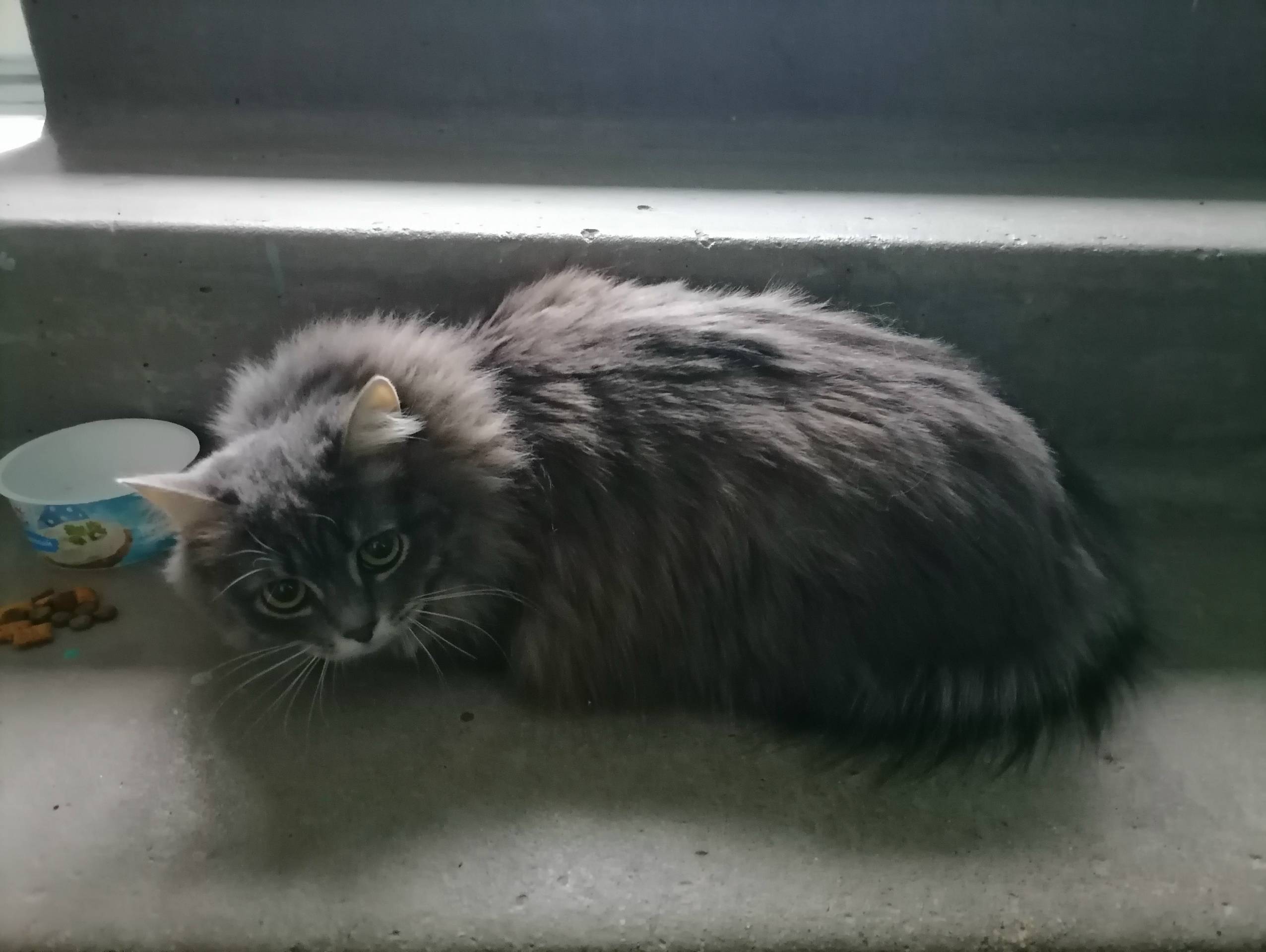 Найдена кошка, Екатеринбург, Колмогорова 67