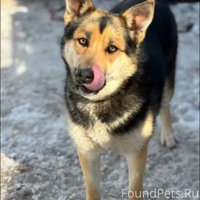 Пропала собака Джесси, посёлок Вознесение