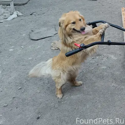 Пропал пес Джульбарс, Рокицанской