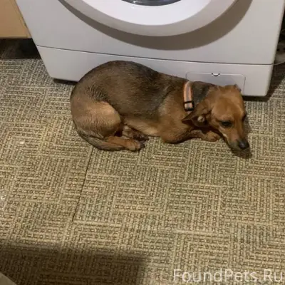 Найден пёс, район Премудрова