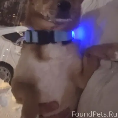 Найден тип собака, район ул. Галиуллина