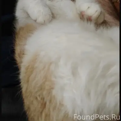 Пропал рыжий кот, город Шуя