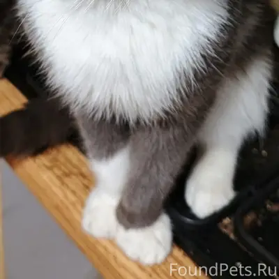 Найден кот, Шпальник