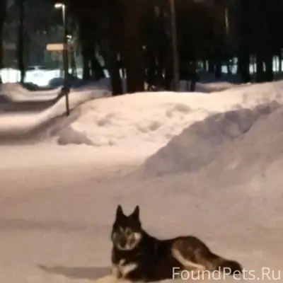 Найден пёс, парк Питомник