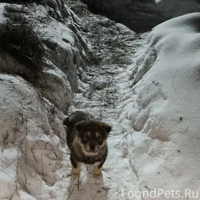 Пропал щенок, Заболотная