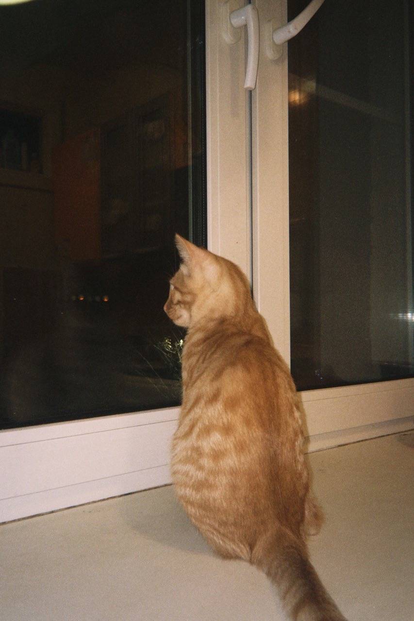 Пропал кот Прайсик, Дедовск