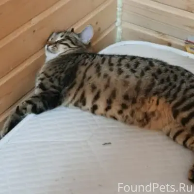 Пропал кот Барсик, Коровино