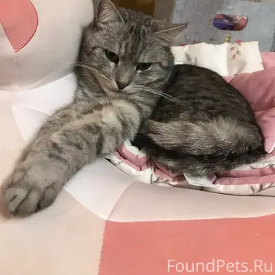 Пропал кот Пуша, улица Дзержинского