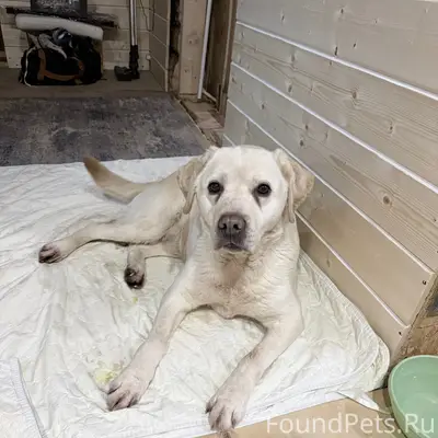 Найден кобель, Слип