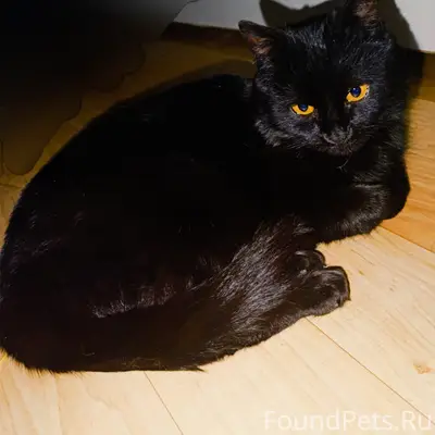 Найдена кошка, улица Пузакова