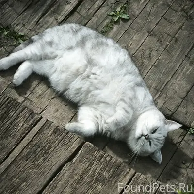 Пропал кот, район ул. Декабристов