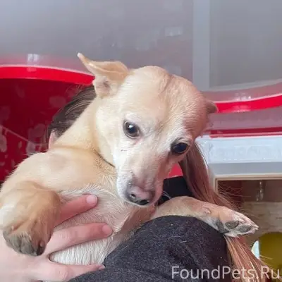 Пропал Жорик, собака с ошейником, Нижняя—Верхняя Берёзовка