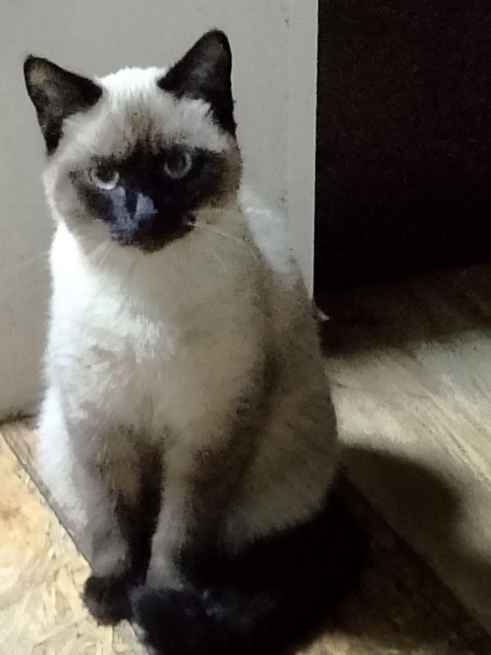 Пропал кот, улица Пензенская