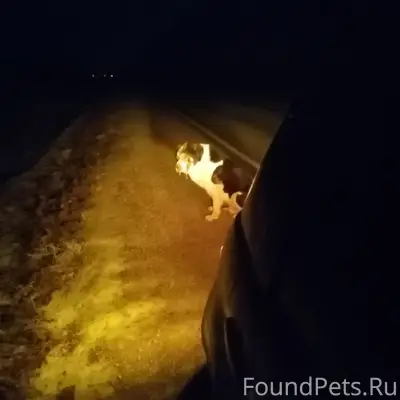 Найден пёс, волочит задние лапы, перед селом Городок