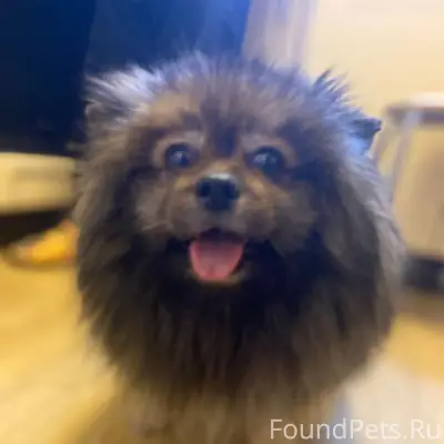 Найден шпиц, район Лобова 9/4