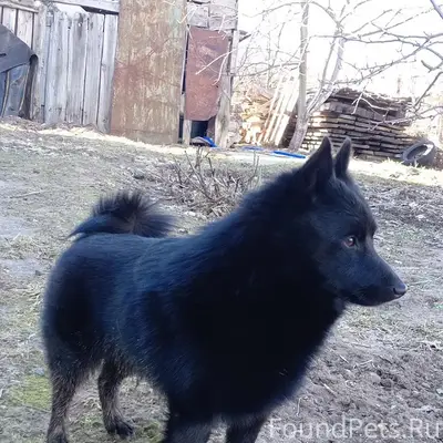 Пропал Схипперке Тиба, Павловский район