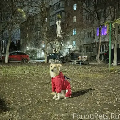 Найдена рыжая собака, район Свободы