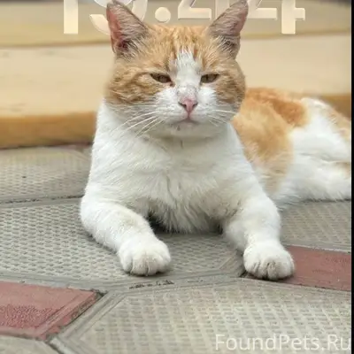 Пропал кот Антон, район Виноградный, Лабинск