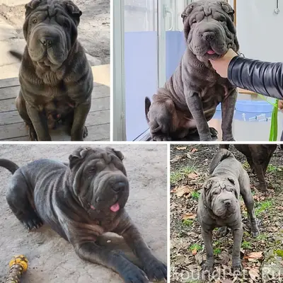 Пропал шарпей Рич, Таганрог