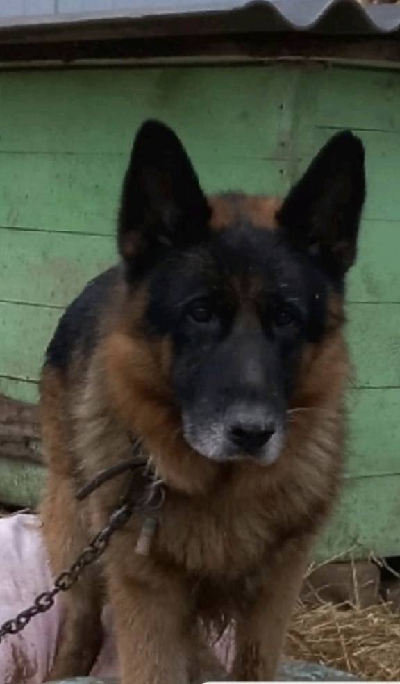 Пропал кобель Немецкая овчарка Ред