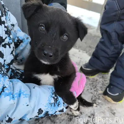 Найден чёрный щенок, остановка Берег
