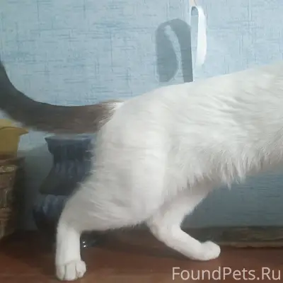 Найден кот, Карла Маркса 55