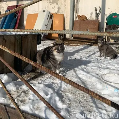 Найдены кошки, улица Республики