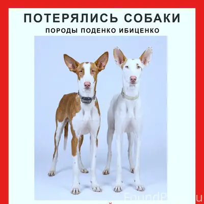 Пропали поденко ибиценко, Можайск, Подмосковье