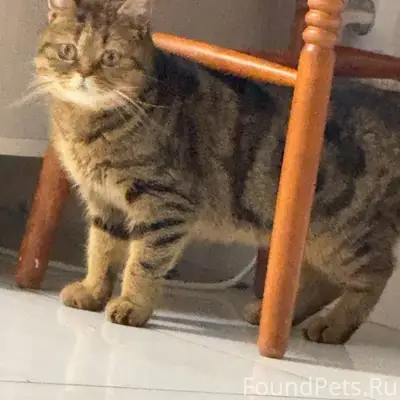 Найдена кошка Диана, Кстовский район